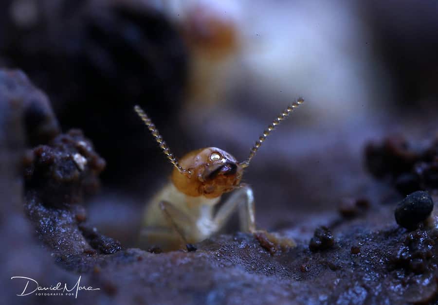 Soldado de la termita, Coptotermes gestroi