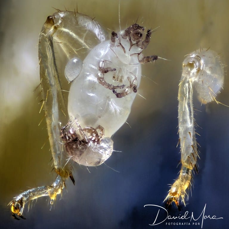 Ácaros adultos de Astigmata sobre una termita de Reticulitermes flavipes en Tacoronte, pone de manifiesto la eficacia del sistema SentriTech