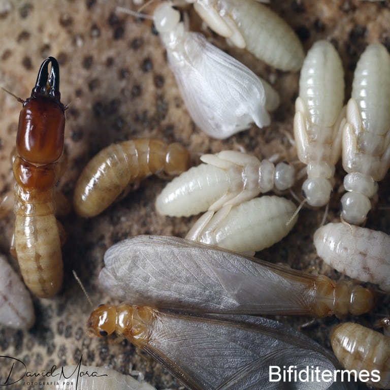 Bifiditermes r. extradido del libro «500 fotografias sobre las termitas y su control» por David Mora, 2019.