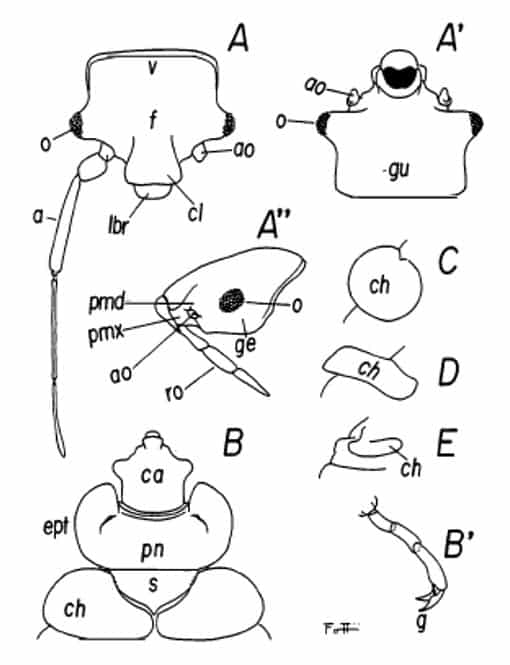 Fig. 2 – Chinches: Cabeza y tórax de los cimidíceos. A, A’, A» – caras, dorsal, ventral y lateral de la cabeza, respectivamente (Cima lectularius) B, B’ – aspecto dorsal del tórax y torso, respectivamente (Cimex lectularius) C, D, y -aspectos de los cojines de los hemiélitros en Primicimex, Bertilia y Leptocimex, respectivamente. a -antena; ao – antenóforo; ca – cabeza; ch – cojinete del hemiélitro; cl – clípeo; ept – expansión lateral del protórax; f- frente; g- garra; ge _gen;_ gena; gu -gula; lbr – labro; o – ollo; pmd -placa mandibular; pmx – placa maxilar; pn – pronoto; ro – rostro; s – escutelo; v -vértice.