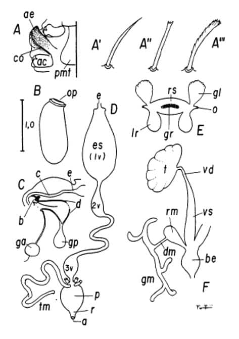Aspectos morfológicos de chinches (Cimex lectularius)