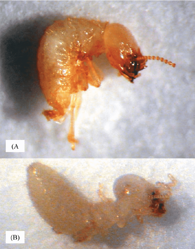 Figura 2. Deformidades físicas observadas en termitas expuestas a IGRs. (A) Pose de navaja. (B) Cuerpo rizado.