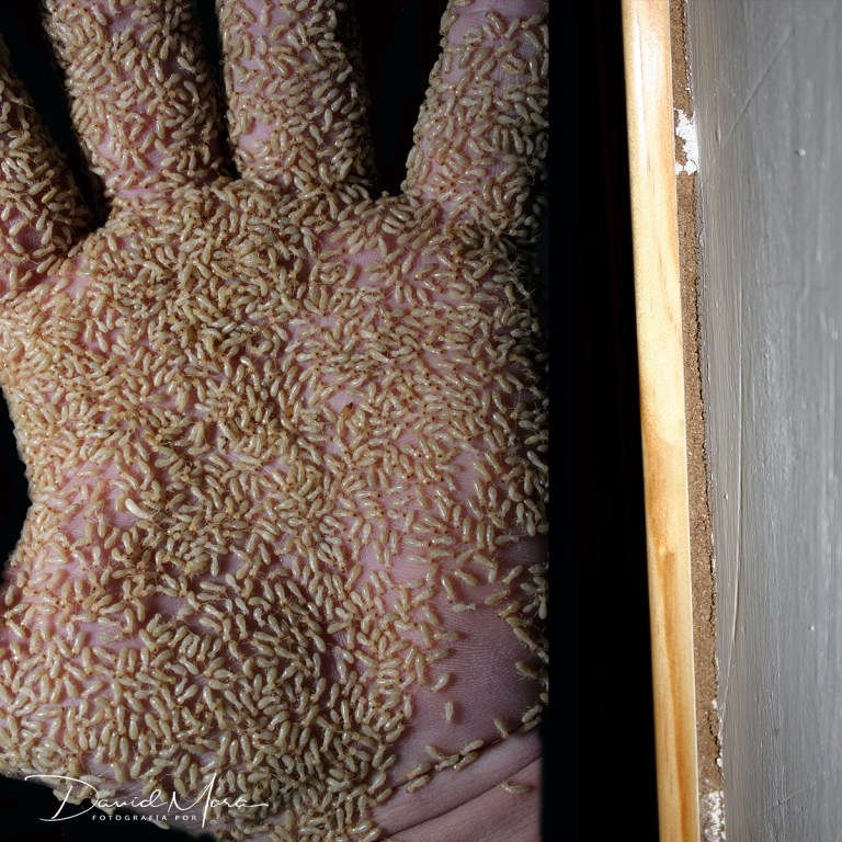 Termitas Reticulitermes en mi mano, y a la derecha, tapajuntas de madera «sellado» con barro por las termitas. Imagen tomada del libro «500 fotografias sobre las termitas y su control», 2019.