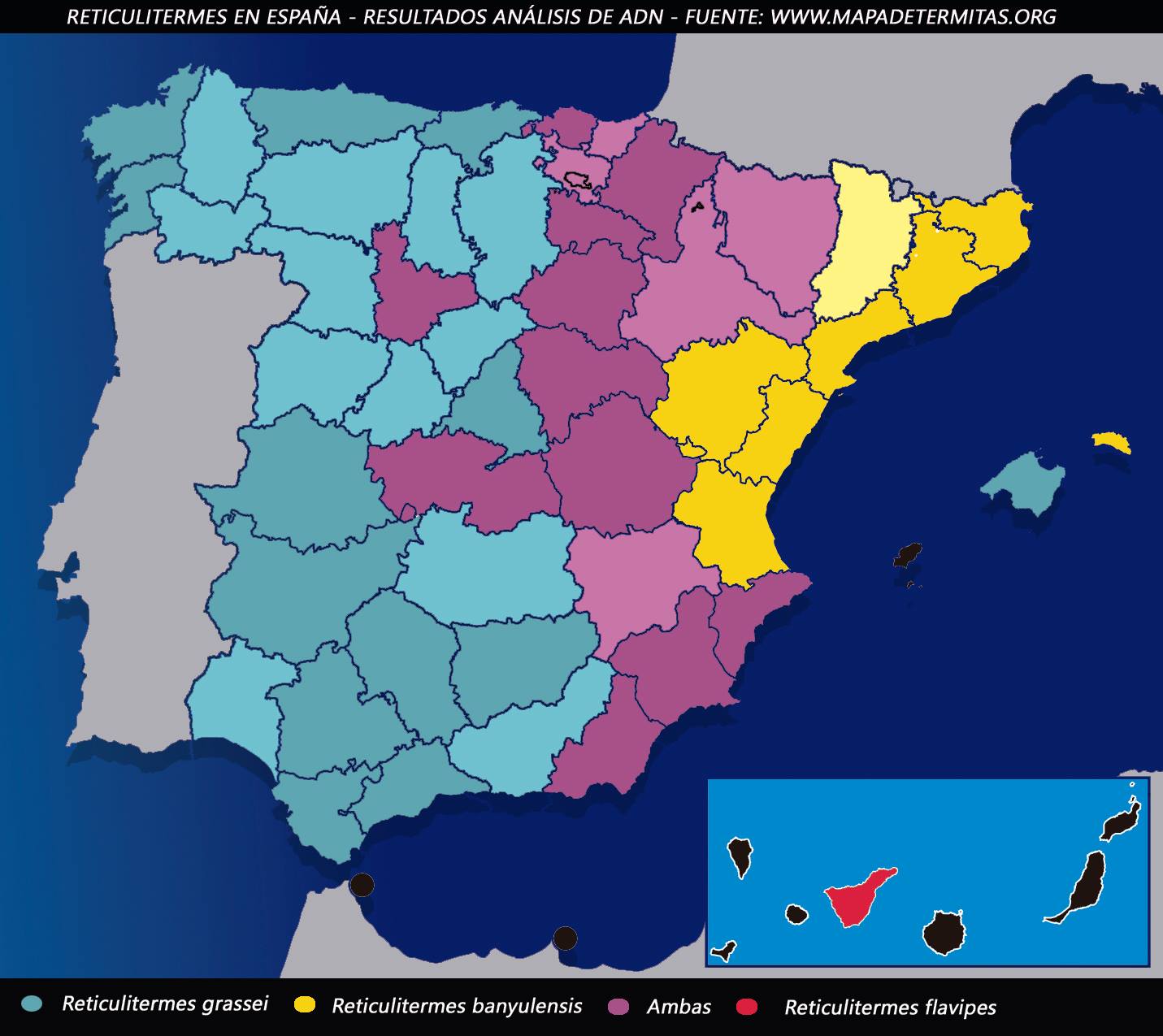 Reticulitermes en España