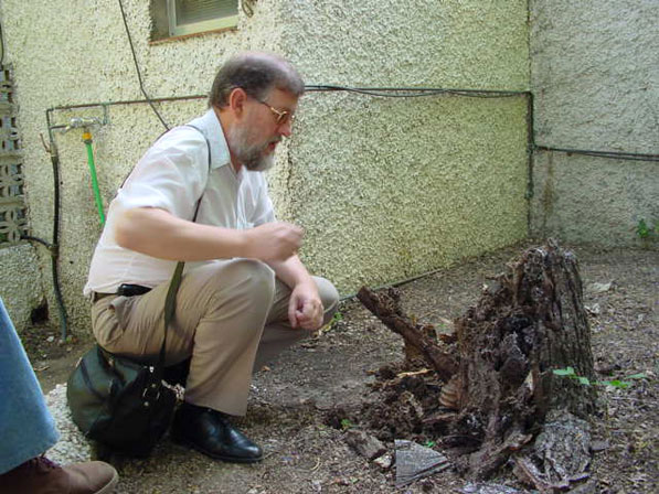 Amador Barambio, experto en termitas -inspeccionando un tocón plagado de termitas en Córdoba-