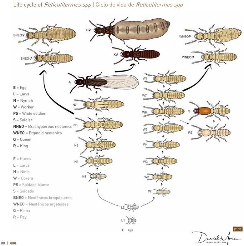 Ciclo de Vida de termitas subterráneas, Reticulitermes sp