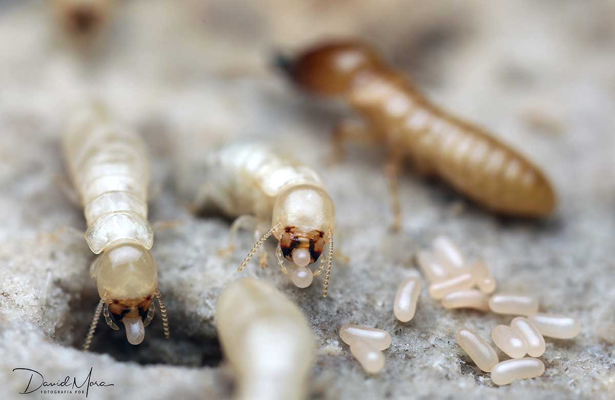 Colonia de termitas Kalotermes flavícollis