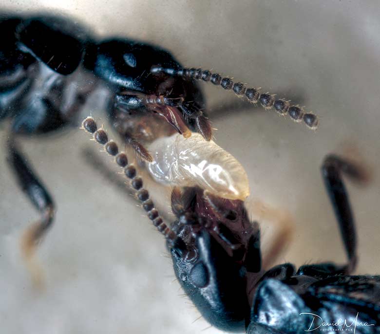 nacimiento-termita