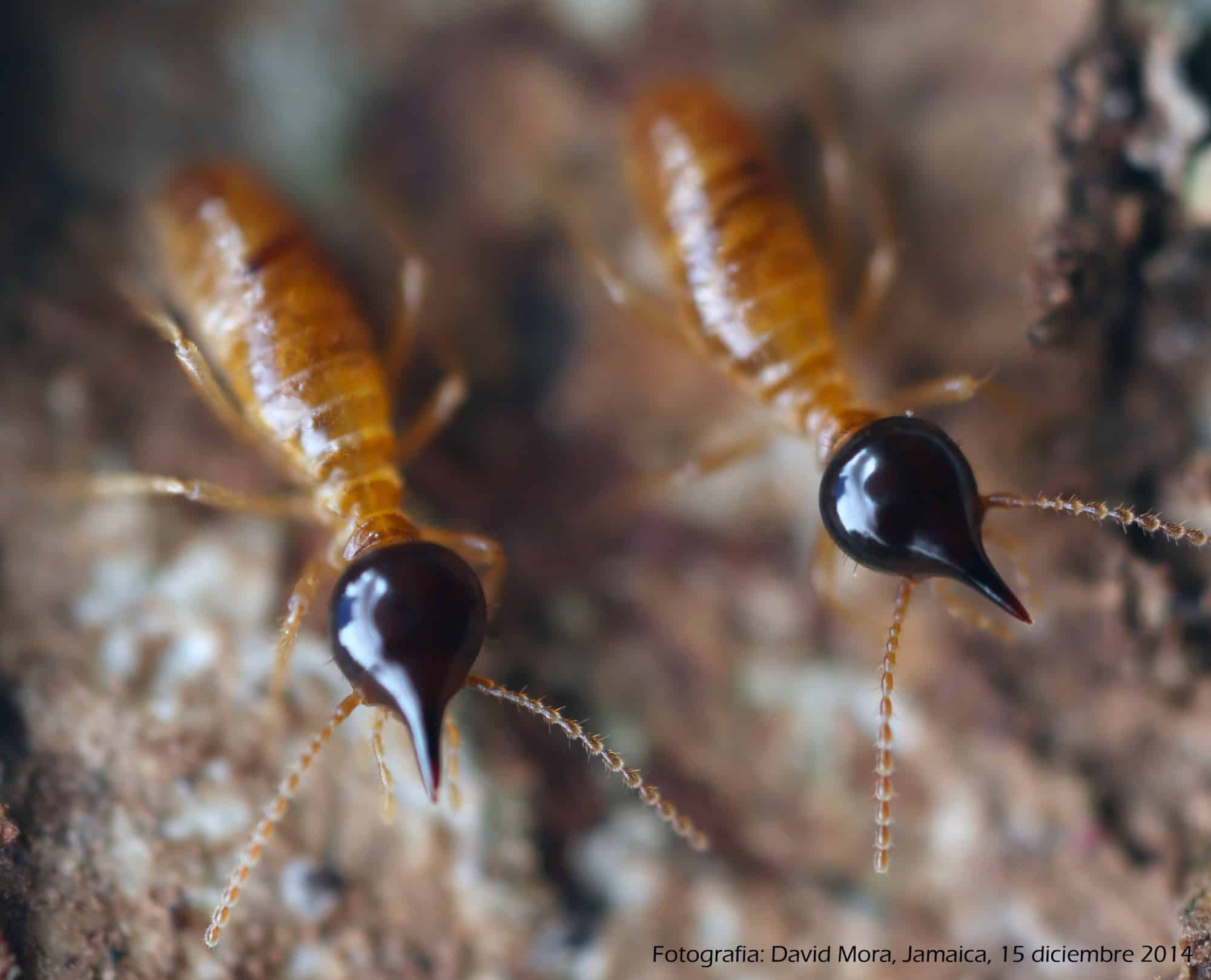 morfologia termitas