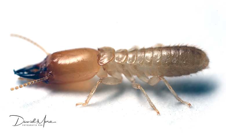 termita-soldado-de-Reticulitermes