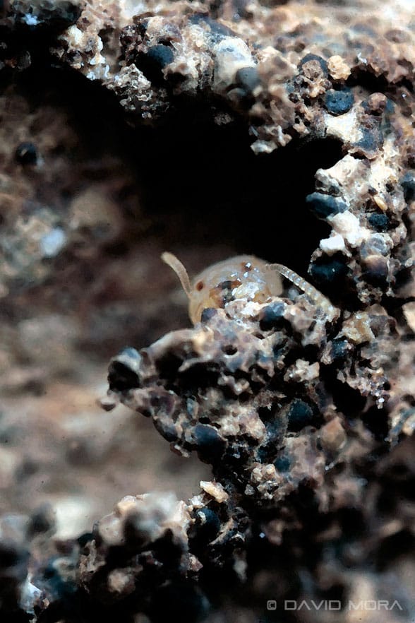 pazo-meiras-termitas