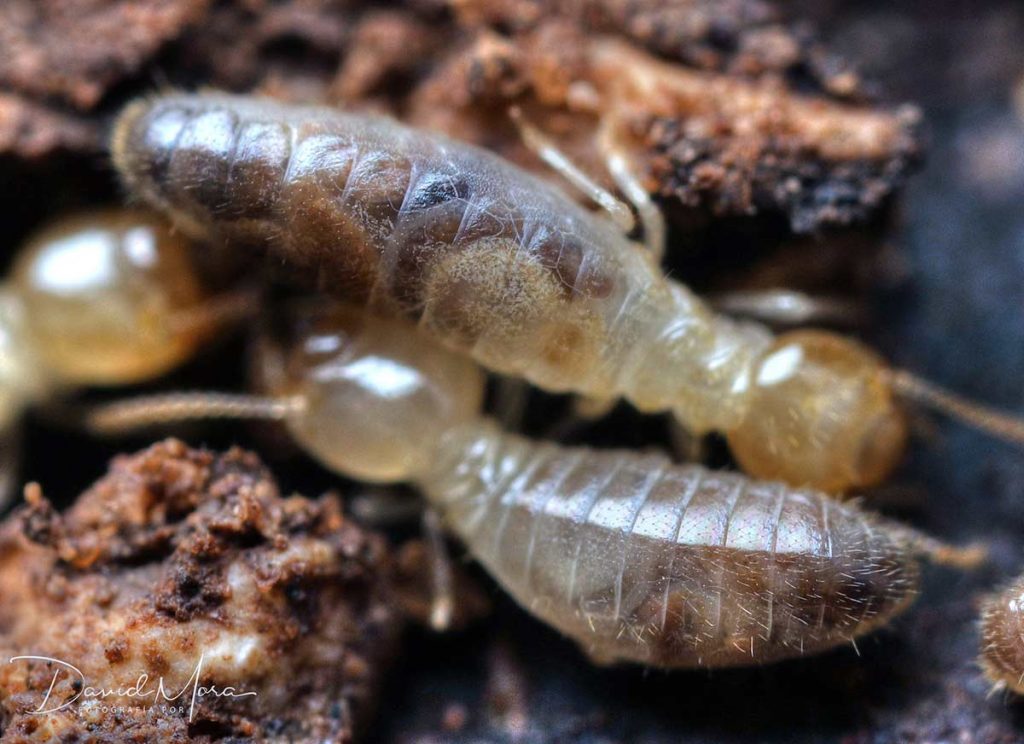 termitas-en-españa