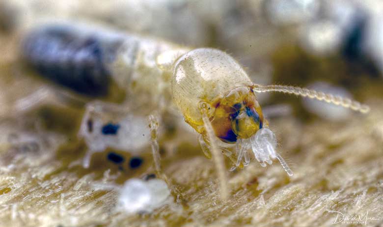 termita obrera portando a una larva